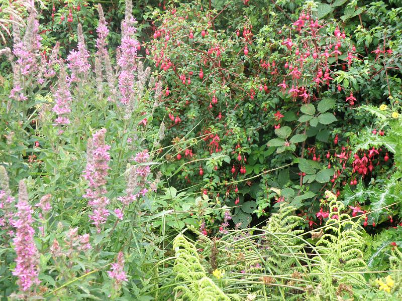 20100725g bloemen.JPG